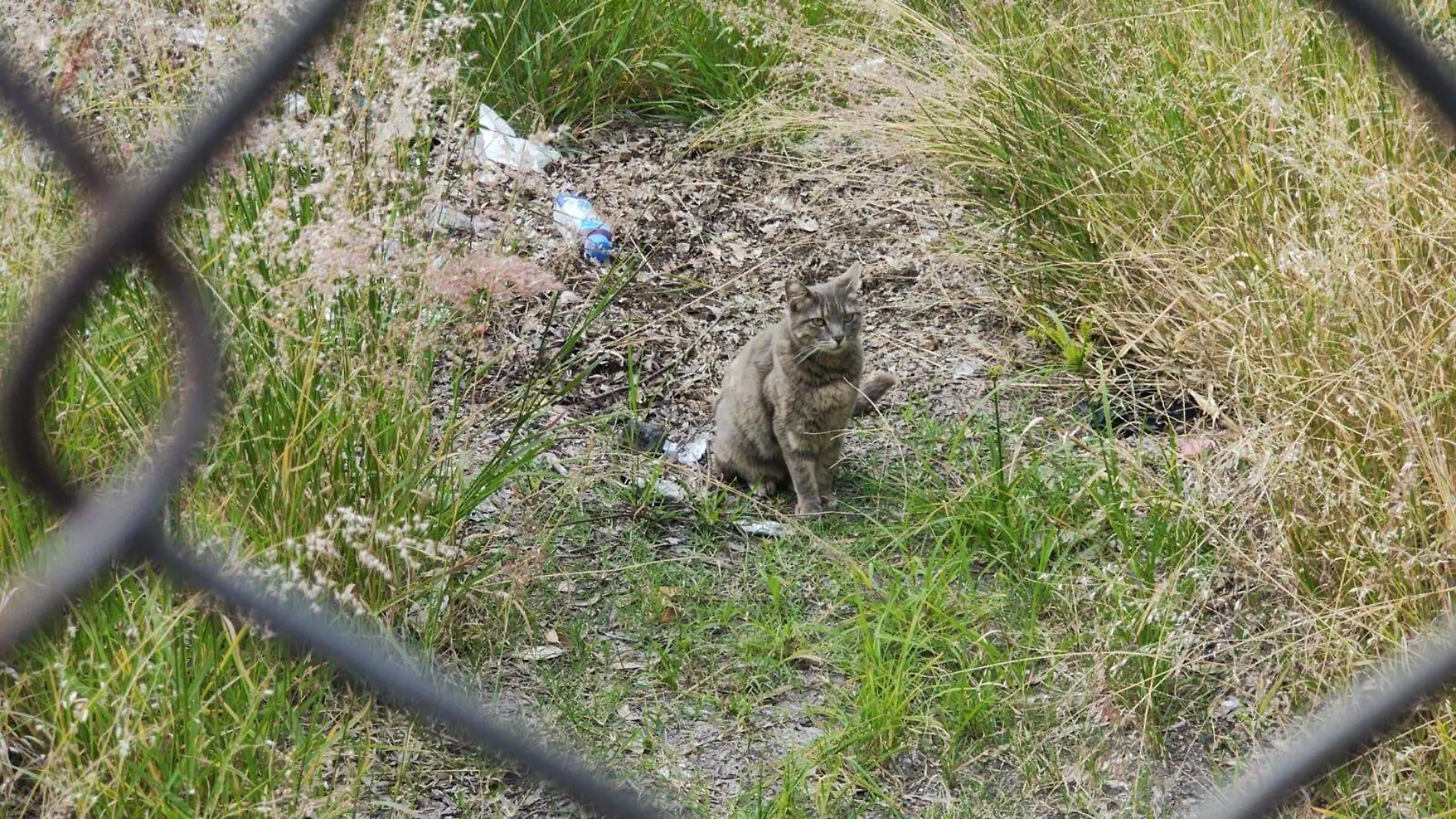 gatito feral